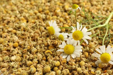 Arka plan olarak kuru ve taze papatya çiçekleri, yakın plan