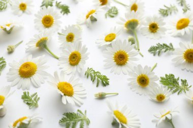 Beyaz arka planda güzel papatya çiçekleri ve yeşil yapraklar, manzaranın üstünde.