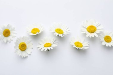 Güzel papatya çiçeği, düz beyaz arka plan üzerinde yatıyordu