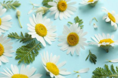 Güzel papatya çiçekleri ve açık mavi arka planda yeşil yapraklar, yakın plan.