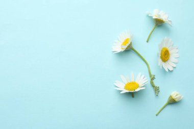 Beautiful chamomile flowers on light blue background, flat lay. Space for text