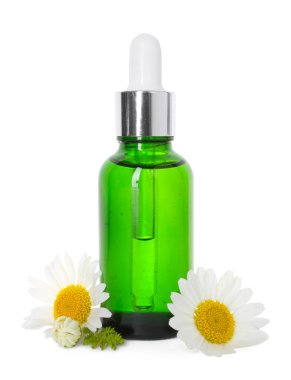 Bir şişe gerekli yağ ve papatya çiçekleri beyaza izole edilmiş.