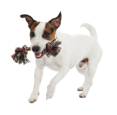 Beyaz arka planda oyuncakla oynayan sevimli bir köpek. Sevimli hayvan