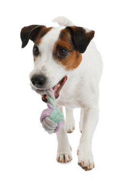 Beyaz arka planda oyuncakla oynayan sevimli bir köpek. Sevimli hayvan