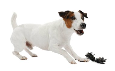 Beyaz arka planda oyuncakla oynayan sevimli bir köpek. Sevimli hayvan