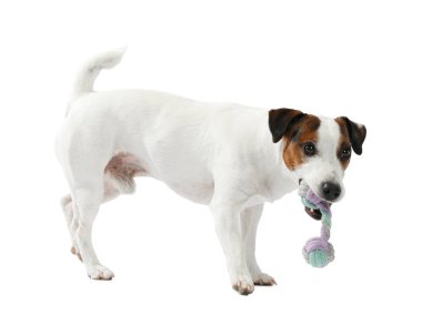 Beyaz arka planda oyuncakla oynayan sevimli bir köpek. Sevimli hayvan