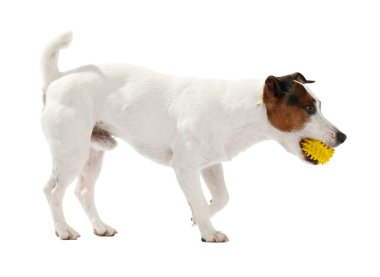 Beyaz arka planda oyuncakla oynayan sevimli bir köpek. Sevimli hayvan