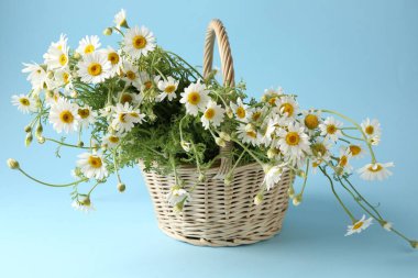 Güzel papatya çiçekleri sepette açık mavi arkaplanda