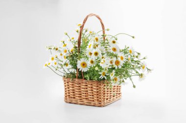 Güzel papatya çiçekleri Hasır sepette beyaz arka planda