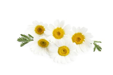 Güzel papatya tomurcukları ve yeşil yapraklar beyaz üzerine izole edilmiş.