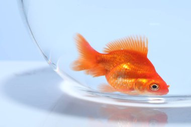 Akvaryumda yüzen altın balıklar açık gri arka planda temiz suyla yakın plan