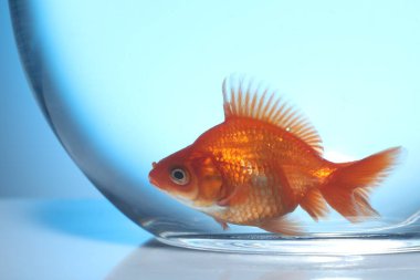 Akvaryumda yüzen altın balıklar açık mavi arka planda temiz suyla, yakın plan