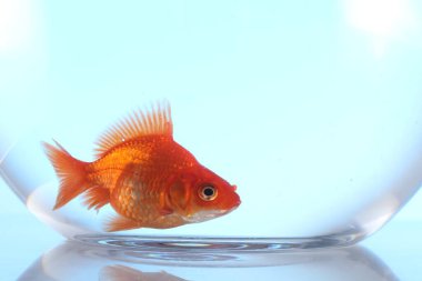 Akvaryumda yüzen altın balıklar açık mavi arka planda temiz suyla, yakın plan