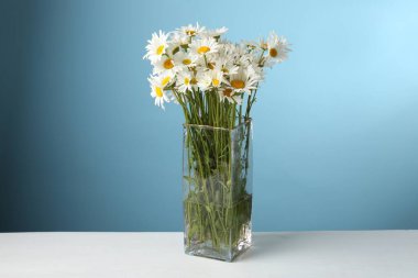 Beyaz masadaki vazoda bir sürü güzel papatya çiçeği açık mavi arka planda, yakın plan