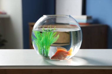 Yuvarlak akvaryumdaki güzel akvaryumdaki balıklar beyaz masa içinde.