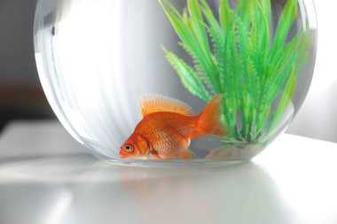 Yuvarlak akvaryumdaki güzel akvaryumdaki balıklar beyaz masada, yakın plan.