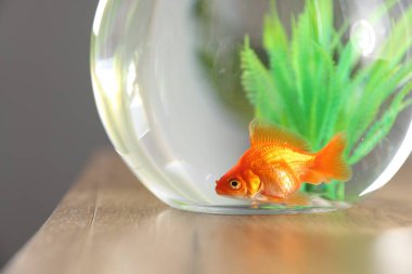 Yuvarlak akvaryumdaki güzel balıklar ahşap masada, yakın plan.