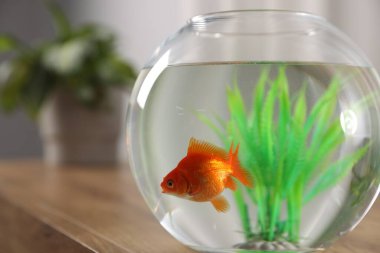 Yuvarlak akvaryumdaki güzel balıklar ahşap masada, yakın plan.