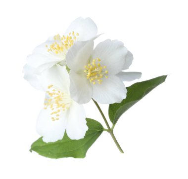 Beyaz yapraklı güzel yasemin çiçekleri