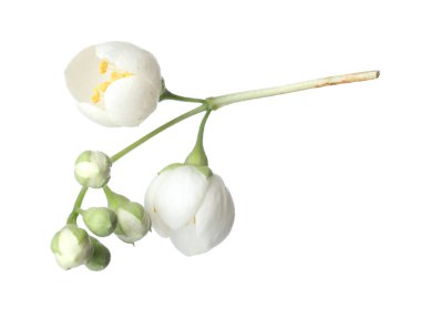 Güzel yasemin çiçekleriyle dolu bir dal beyaz üzerine izole edilmiş