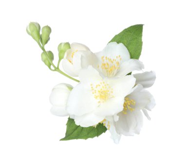 Beyaz yapraklı güzel yasemin çiçekleri