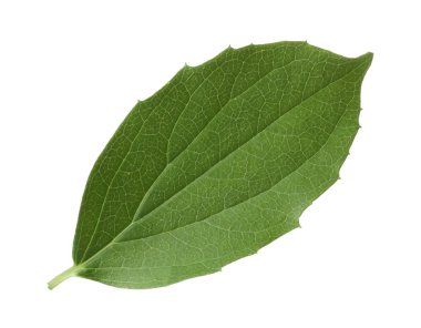 Bir yeşil yasemin yaprağı beyaza izole edilmiş.