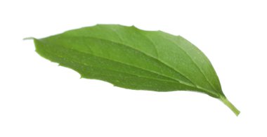 Bir yeşil yasemin yaprağı beyaza izole edilmiş.