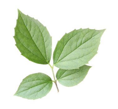 Yeşil yasemin yapraklı dal beyaz üzerine izole edilmiş.