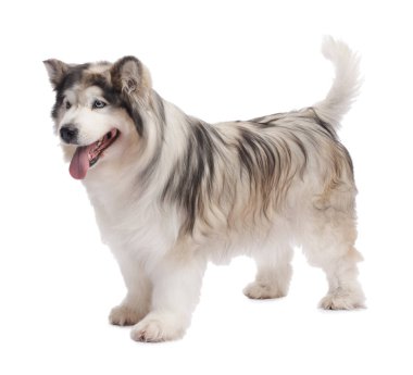 Beyaz arka planda güzel Alaska malamute köpeği