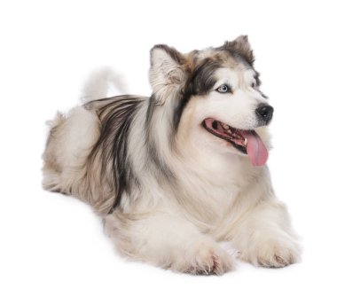 Beyaz arka planda güzel Alaska malamute köpeği