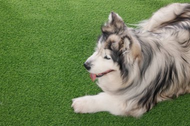 Yapay çimlerin üzerinde güzel Alaska malamute köpeği. Metin için boşluk