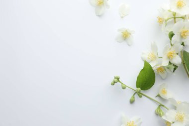 Güzel yasemin çiçekleri ve beyaz arka planda yeşil yaprak. Metin için boşluk