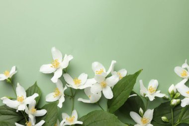 Güzel yasemin çiçekleri ve yeşil arka planda yapraklar, düz uzanmış. Metin için boşluk