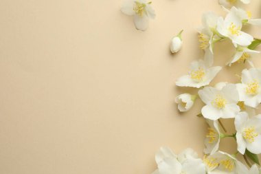 Güzel yasemin çiçekleri bej arka planda, düz yerde. Metin için boşluk