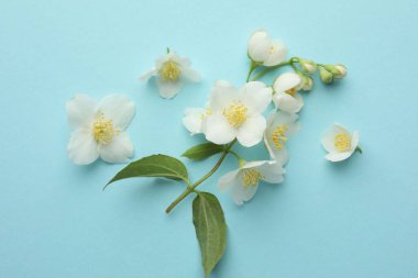 Açık mavi arka planda güzel yasemin çiçekleri, düz yatıyordu.