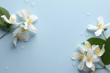 Güzel yasemin çiçekleri ve açık mavi arka planda yeşil yapraklar, düz bir zemin. Metin için boşluk