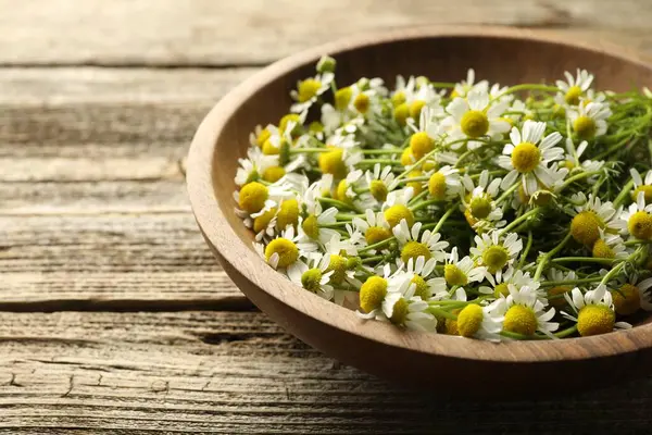 Tahta masadaki kasede taze papatya çiçekleri, yakın plan. Metin için boşluk