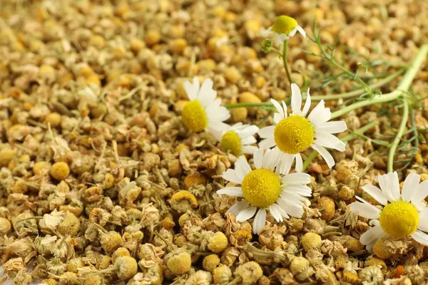 Arka plan olarak kuru ve taze papatya çiçekleri, yakın plan