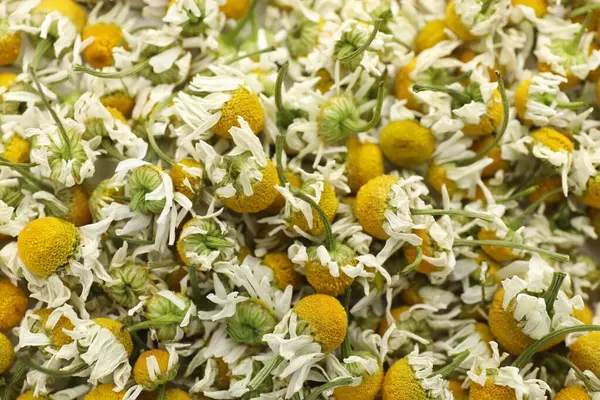 Arka plan olarak birçok kuru papatya çiçeği, üst manzara