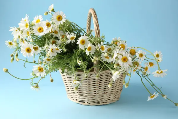 Güzel papatya çiçekleri sepette açık mavi arkaplanda