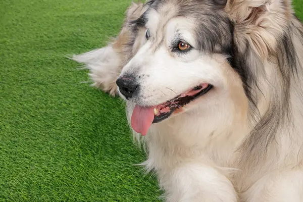 Güzel Alaska malamute köpeği suni çimlerin üzerinde, yakın plan