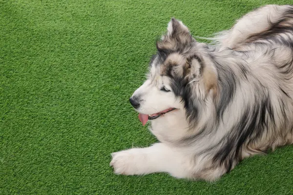 Yapay çimlerin üzerinde güzel Alaska malamute köpeği. Metin için boşluk