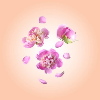 Güzel şakayık çiçekleri bej renkli arkaplana düşüyor