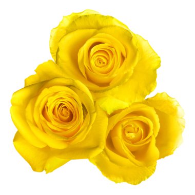 Güzel sarı gül çiçekleri beyaz üzerine izole edilmiş.