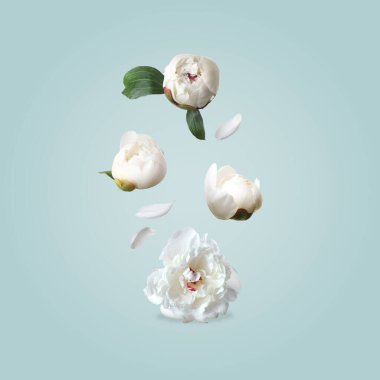 Güzel şakayık çiçekleri ve yeşil yapraklar renk eğimine düşüyor