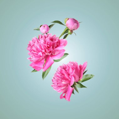 Güzel şakayık çiçekleri ve yeşil yapraklar renk eğimine düşüyor