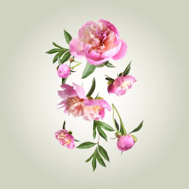 Güzel şakayık çiçekleri ve yeşil yapraklar renk eğimine düşüyor