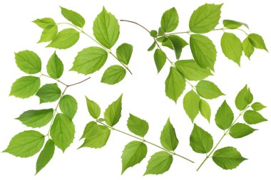 Beyaz arka planda yeşil yapraklı dallar, kolaj