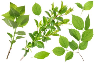 Beyaz arka planda yeşil yapraklı dallar, kolaj