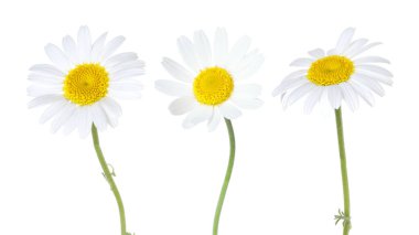 Beyaz arka planda güzel papatya çiçekleri, set